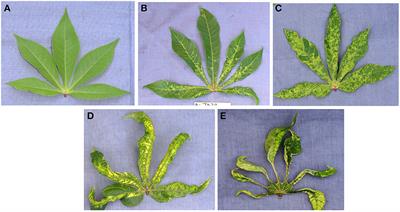 Phenotypic screening and molecular characterization of cassava mosaic disease resistance in Côte d'Ivoire cassava germplasm